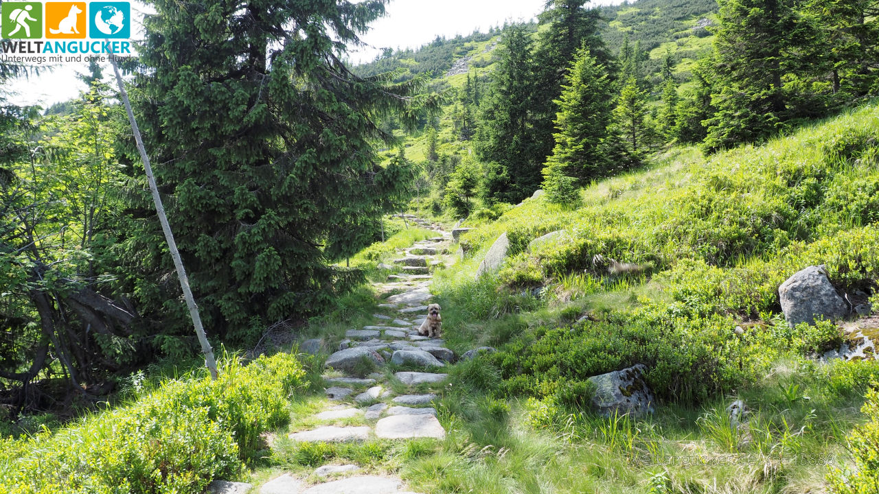 3/20 - Grüner Wanderweg von der Martinsbaude zum Elbfall (Spindlermühle, Riesengebirge, Tschechien)