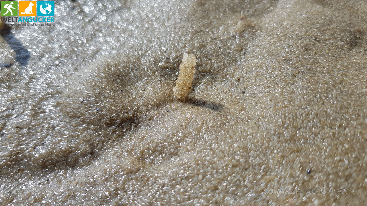 Röhre eines Bäumchenröhrenwurms im Wattenmeer bei der Hörnumer Nehrung (Sylt, Schleswig-Holstein)