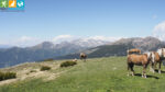 Pferde auf dem Pichlberg (Sarntal, Südtirol, Italien)