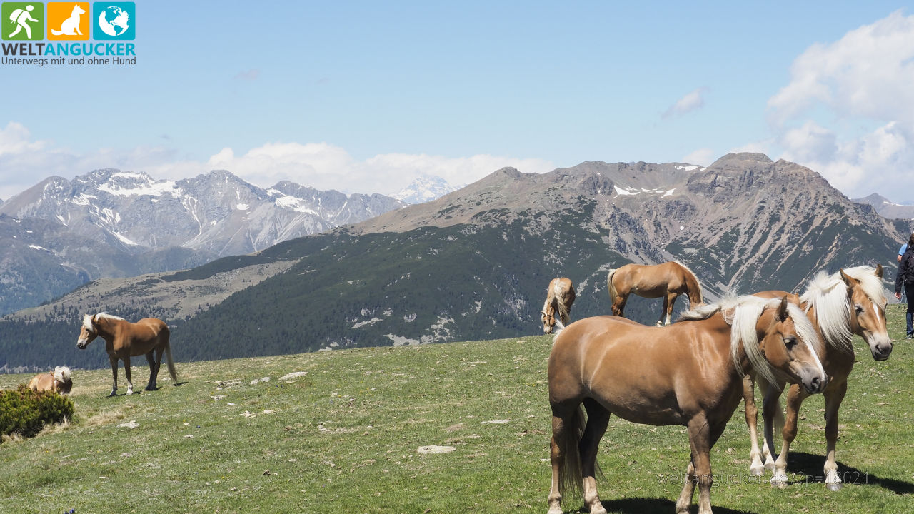 6/8 - Pferde auf dem Pichlberg (Sarntal, Südtirol, Italien)