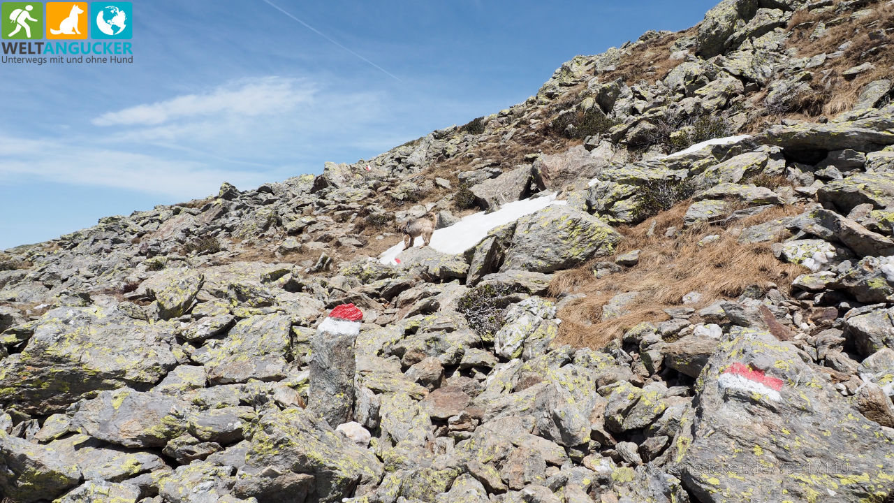 Oscar in der felsigen Passage auf dem Höhenrundweg 9B (Sarntal, Südtirol, Italien)