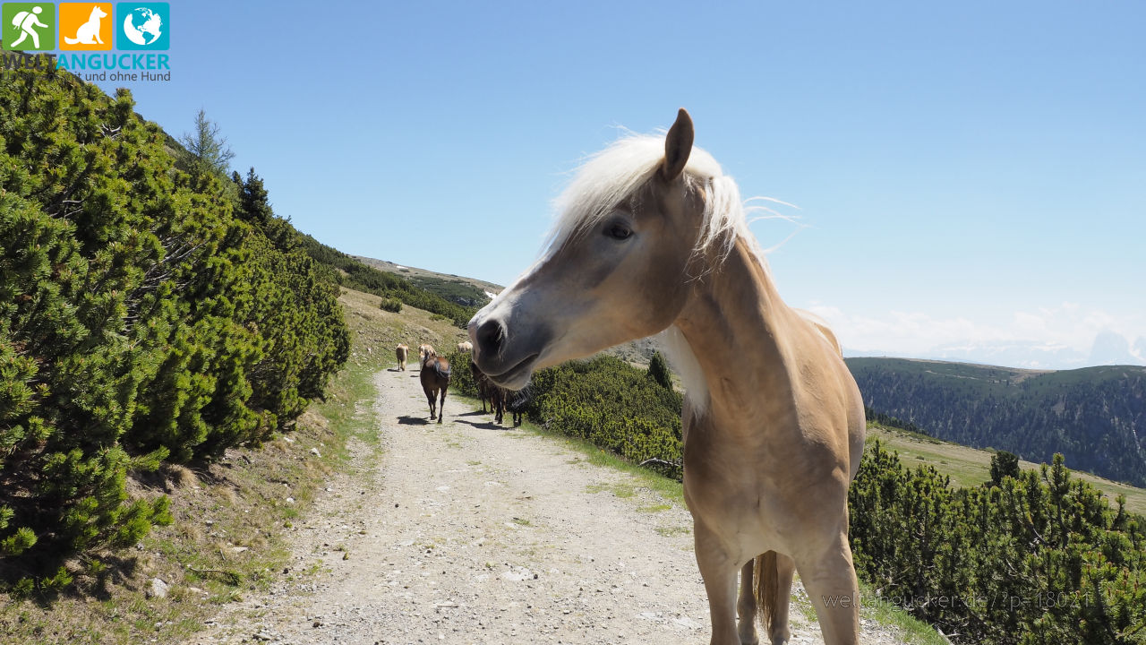 Pferde auf dem Wanderweg 11 zur Getrumalm in Reinswald (Sarntal, Südtirol, Italien)