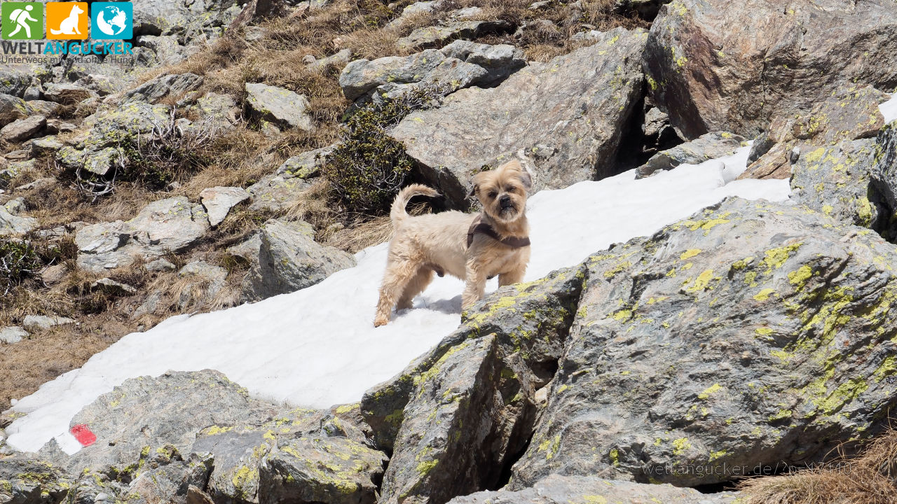 Oscar in der felsigen Passage auf dem Höhenrundweg 9B (Sarntal, Südtirol, Italien)