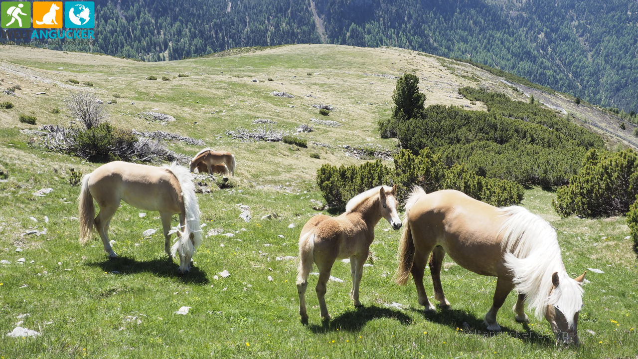 7/10 - Pferde am Wanderweg 11 zur Getrumalm in Reinswald (Sarntal, Südtirol, Italien)