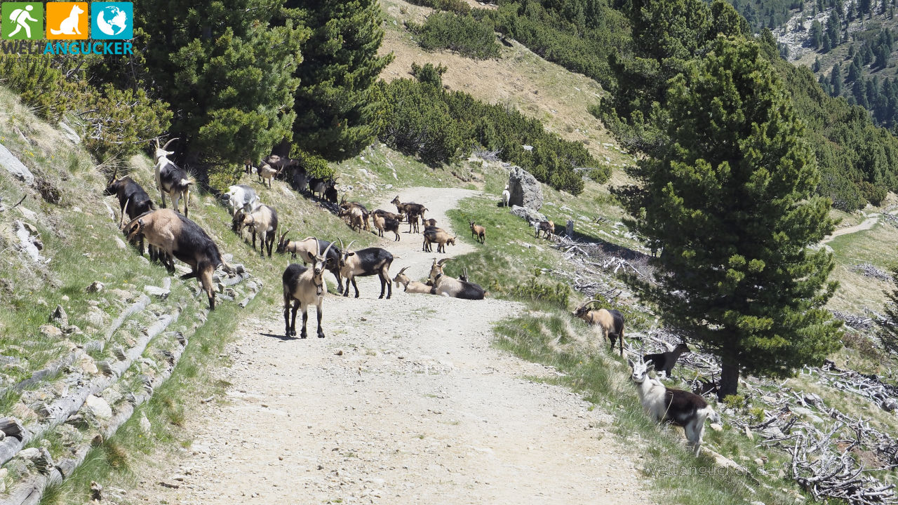 3/5 - Ziegen auf dem Wanderweg 11 zur Getrumalm in Reinswald (Sarntal, Südtirol, Italien)