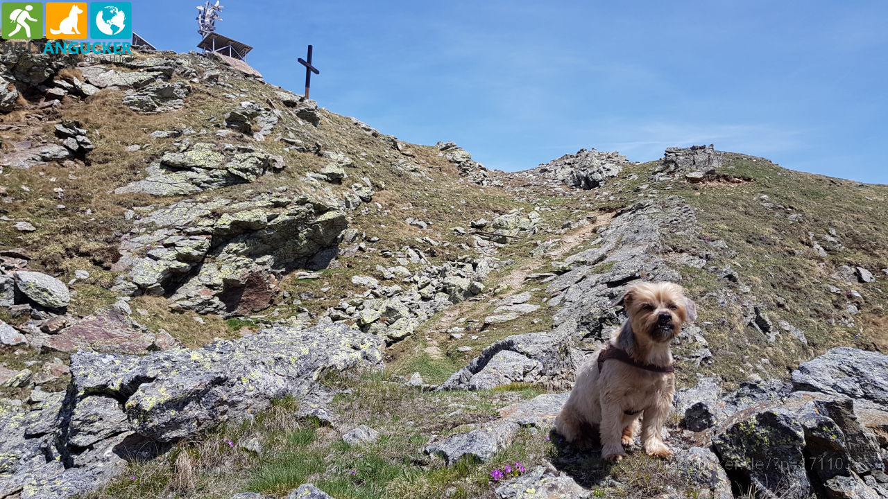 Oscar kurz vor dem Gipfel des Sattele (Höhenrundweg 9B, Sarntal, Südtirol, Italien)