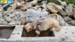Hundebar am Wanderweg 11 vor der Weggabelung zum Wanderweg 8 (Reinswald, Südtirol, Italien)