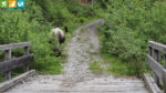Grasende Kuh am Wanderweg 7a zu den Reinswalder Mühlen (Sarntal, Südtirol, Italien)