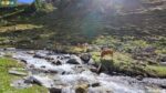 Kasern: Weidende Kühe im Naturpark Rieserferner-Ahrn