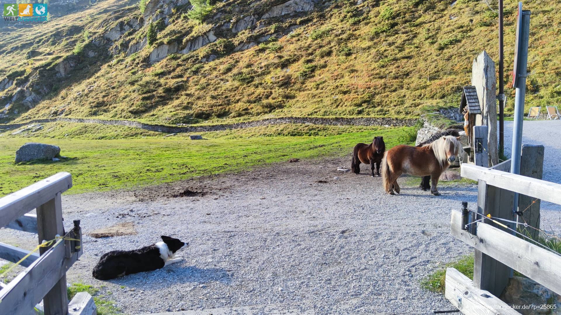 Kasern: Ponys an der Kehreralm im Naturpark Rieserferner-Ahrn