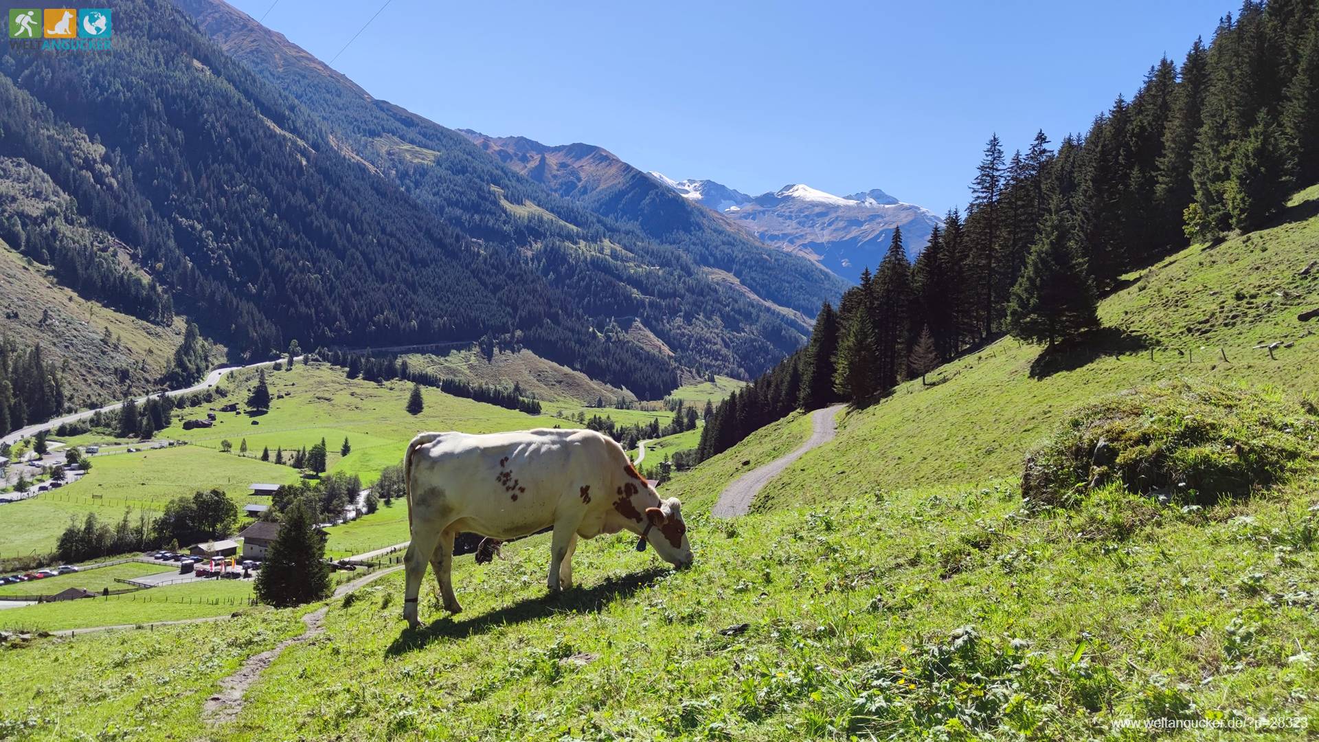 Ferleiten: Weidevieh auf dem Wasserfall Erlebnisweg Wanderweg 3D auf den Parkplatz